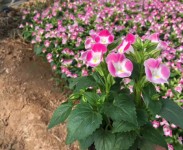 不同種類(lèi)花卉對(duì)肥料的需求有哪些差異？