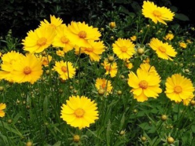 宿根花卉品種特色有哪些？