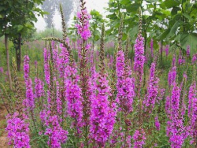 花卉苗木養(yǎng)護管理主要有幾方面？